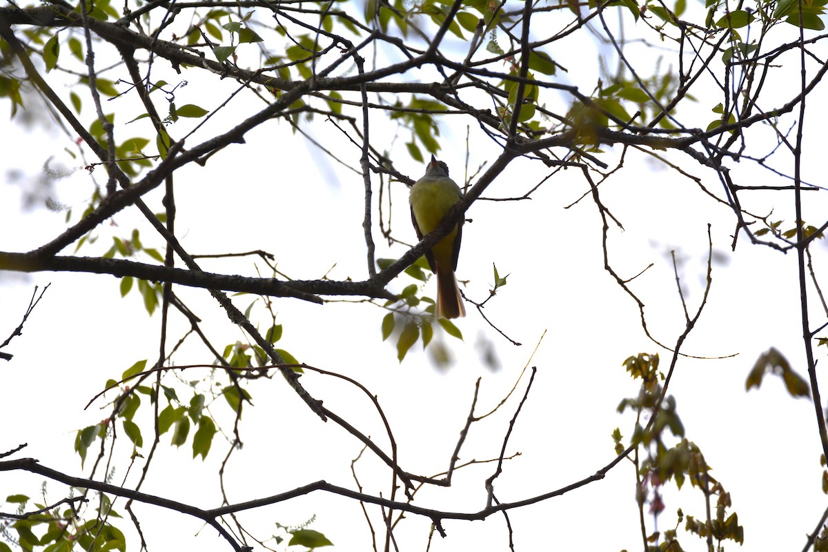 Great Crested Flycatcher - Greg Watkevich