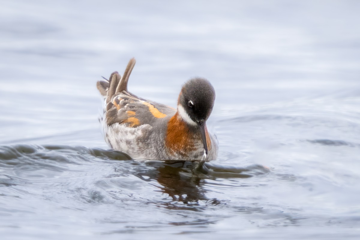 Phalarope à bec étroit - ML618764755