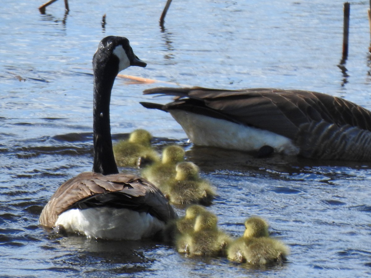 Canada Goose - ML618764774