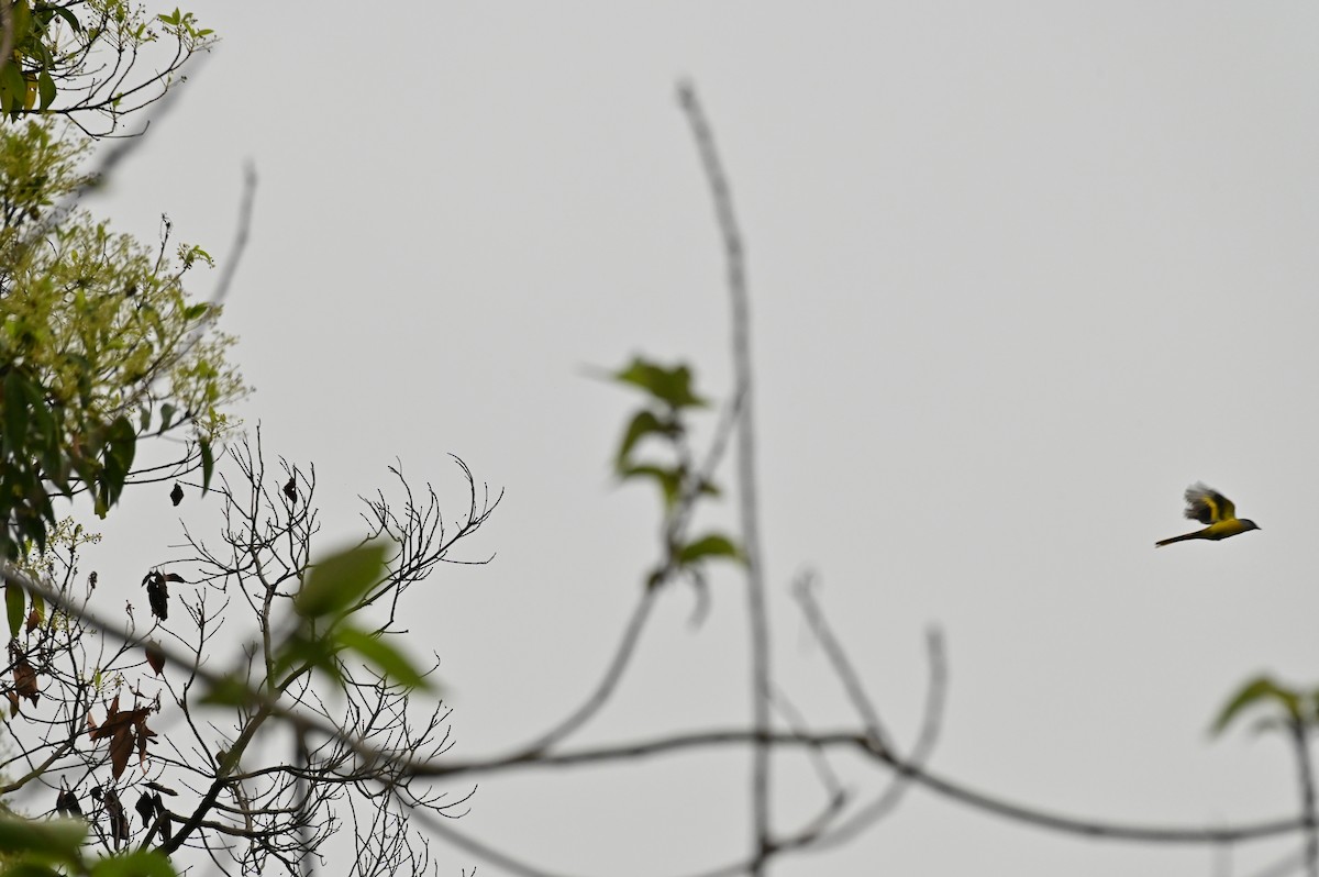 Gray-chinned Minivet - 家棋 呂