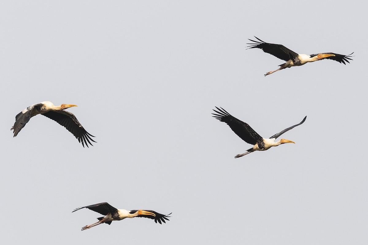 Painted Stork - ML618764789