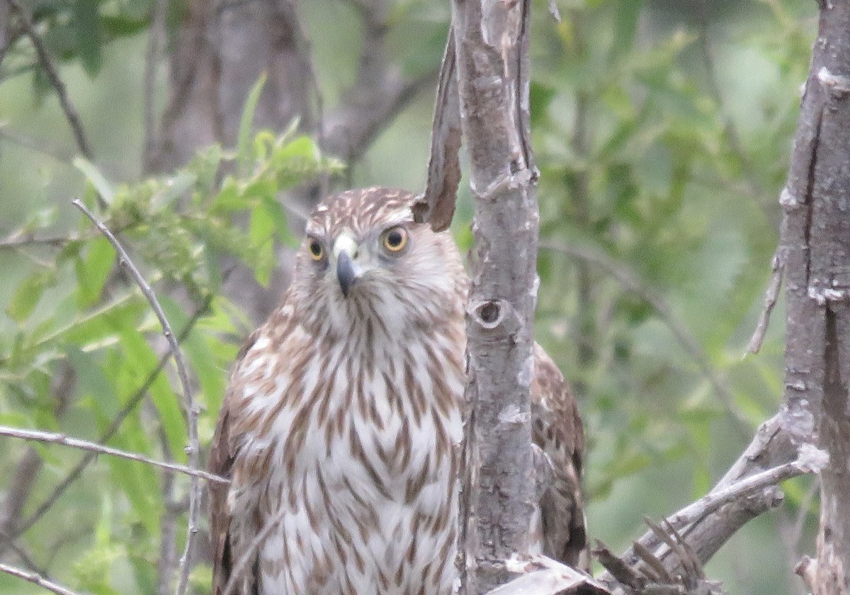 Cooper's Hawk - Betty Van Kirk