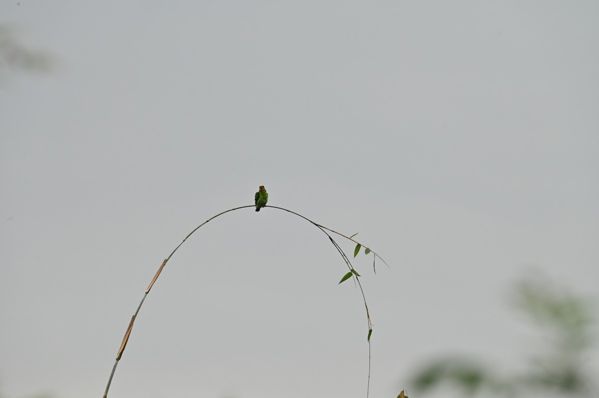 Taiwan Barbet - ML618764810