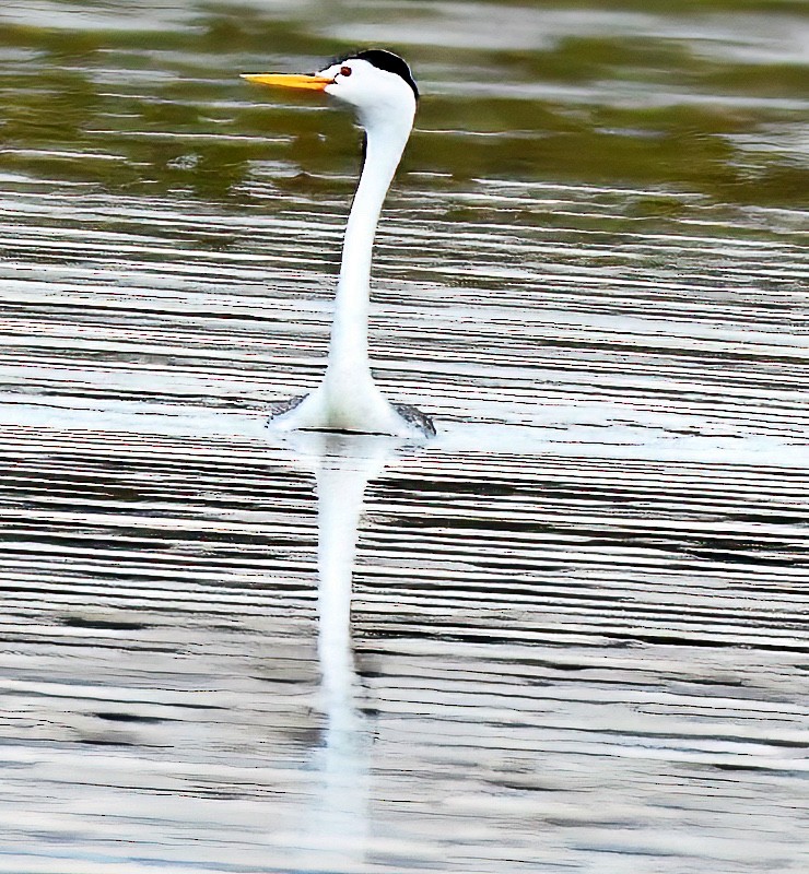 Clark's Grebe - Jim Ward