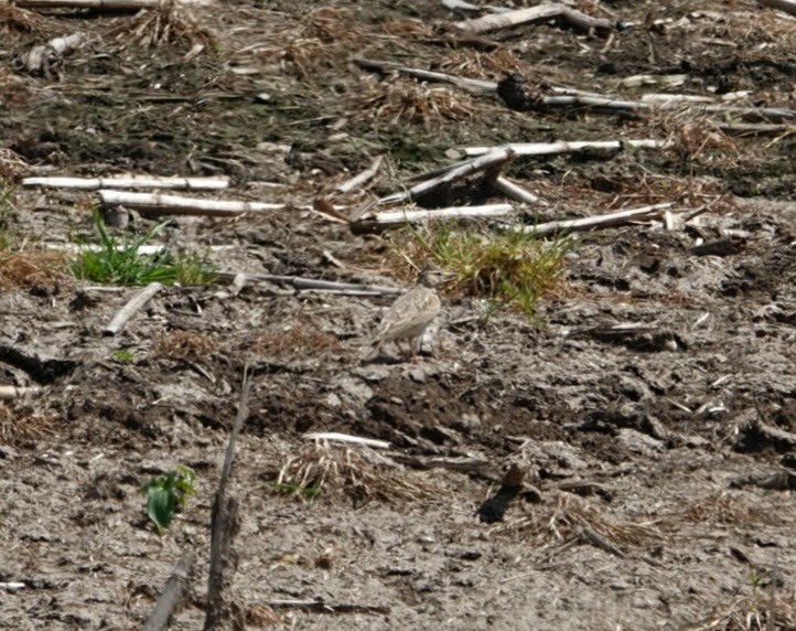 Crested Lark - ML618764814