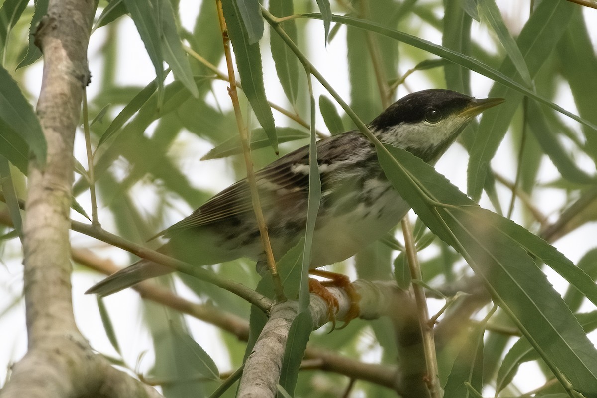 Blackpoll Warbler - ML618764825