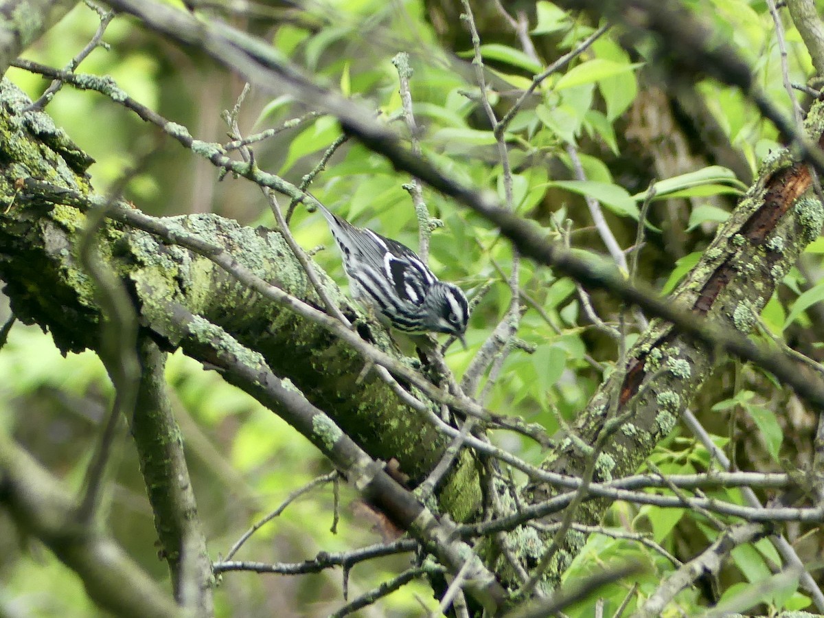 Black-and-white Warbler - ML618764864