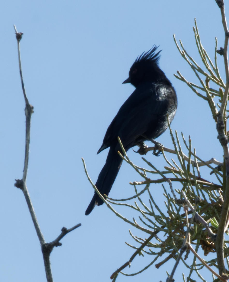 Phainopepla - Leslie Holzmann