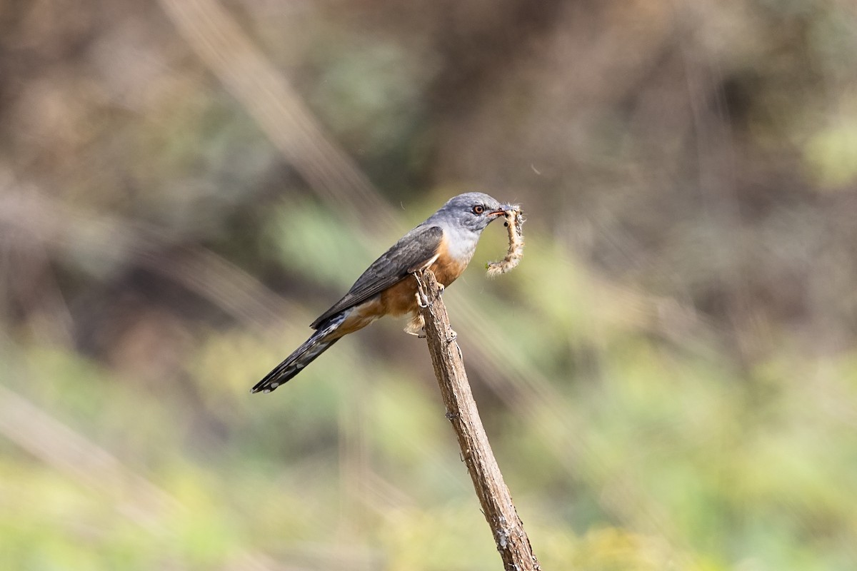 Plaintive Cuckoo - ML618764908