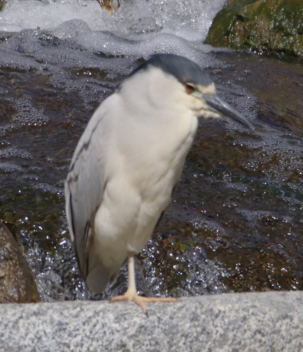 Black-crowned Night Heron - Barry Spolter