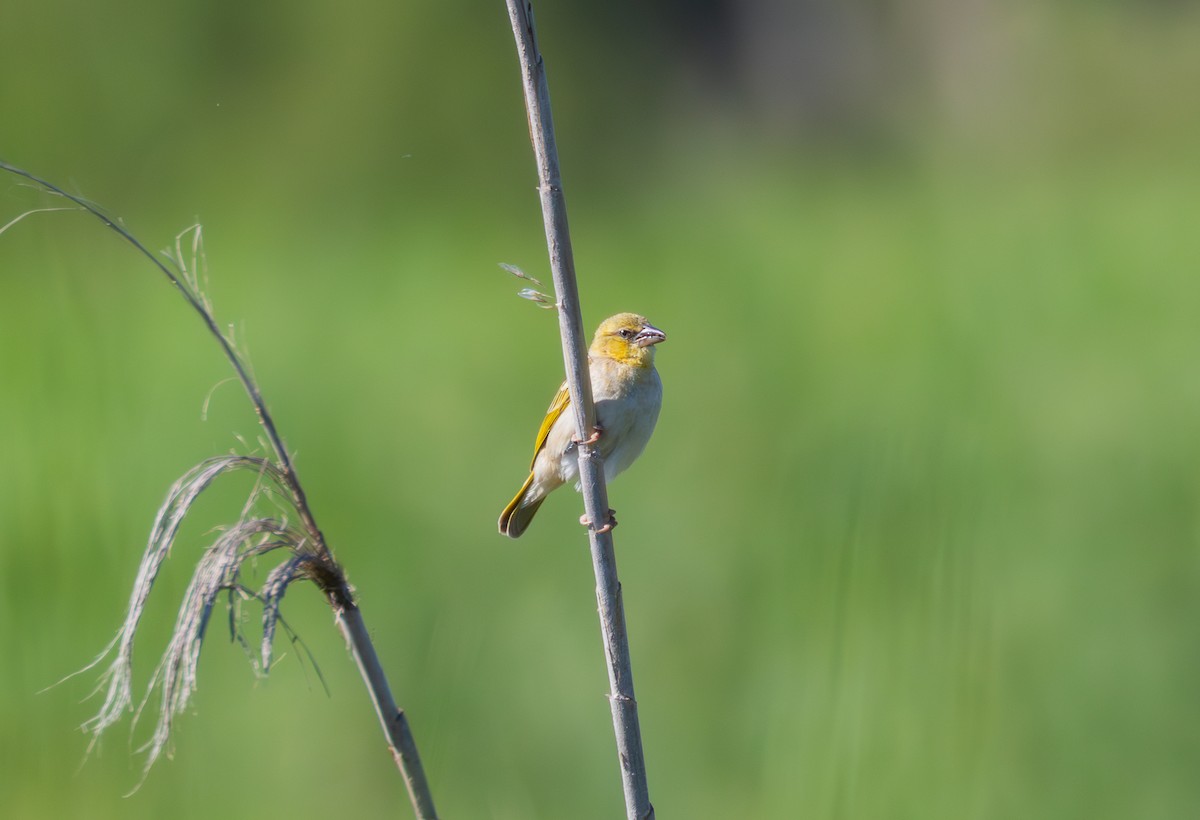 Black-headed Weaver - Kevin  Brix