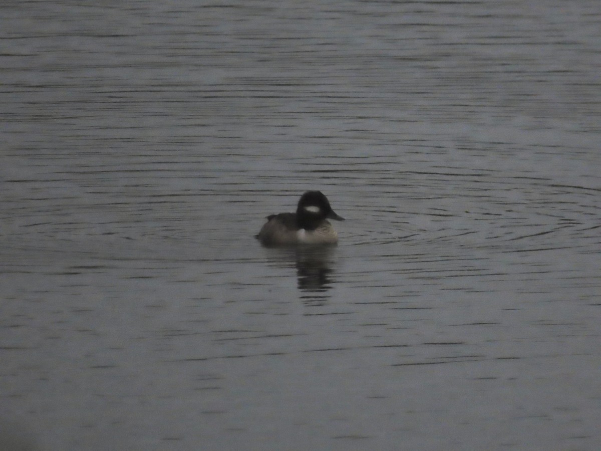 Bufflehead - Redmond Brubaker