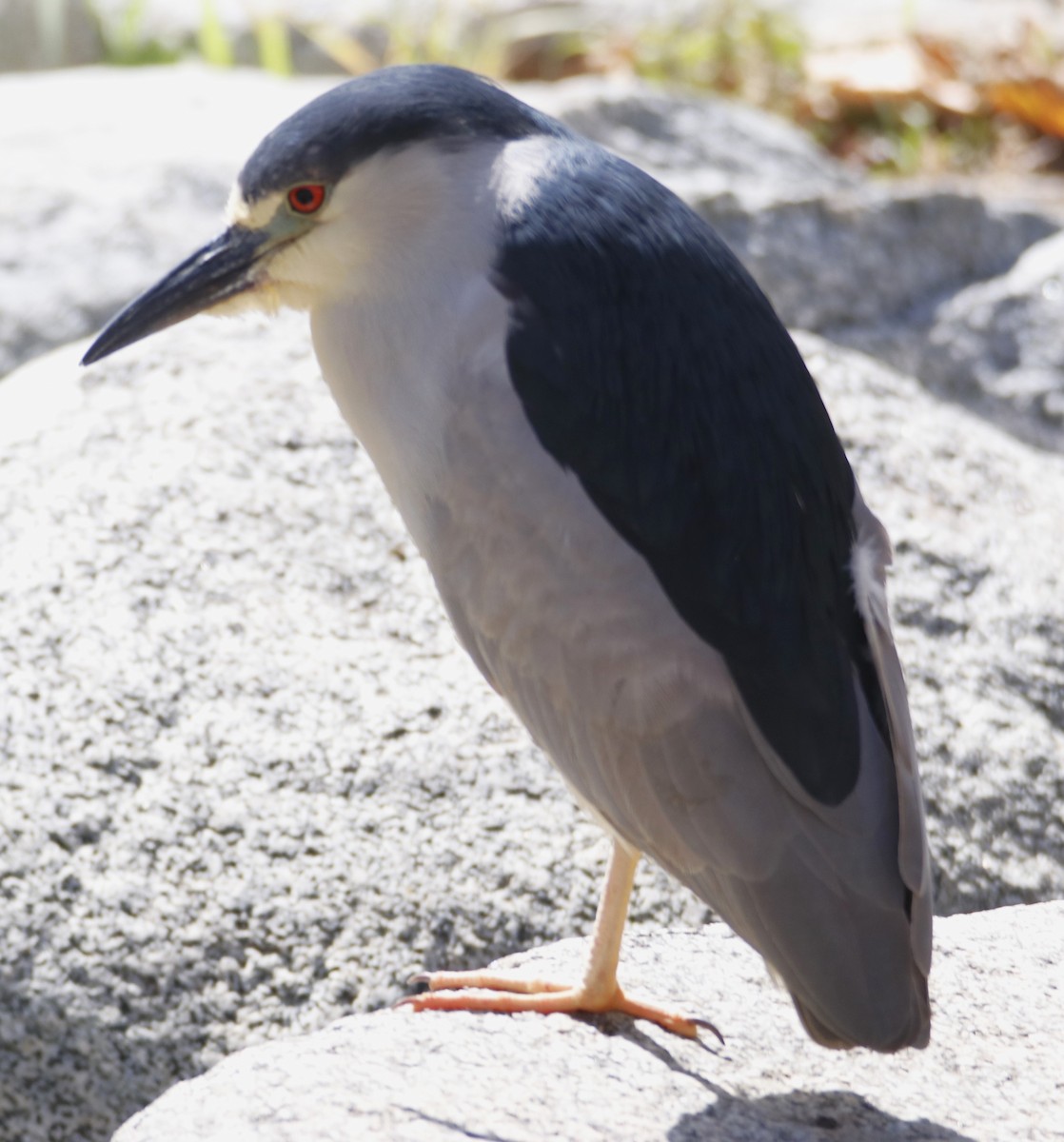 Black-crowned Night Heron - ML618764917