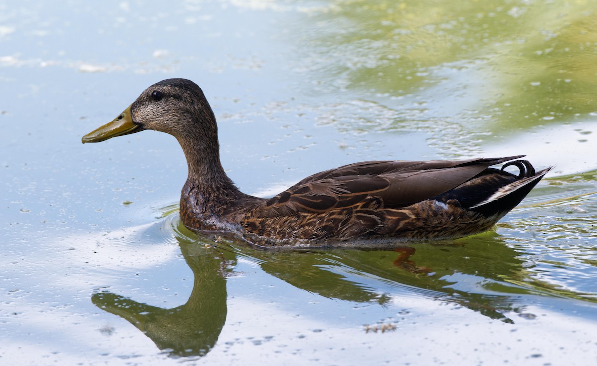 Mallard - Leslie Holzmann