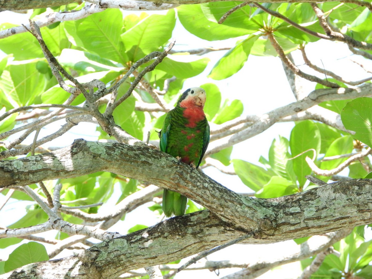 Cuban Parrot (Bahamas) - Michael James