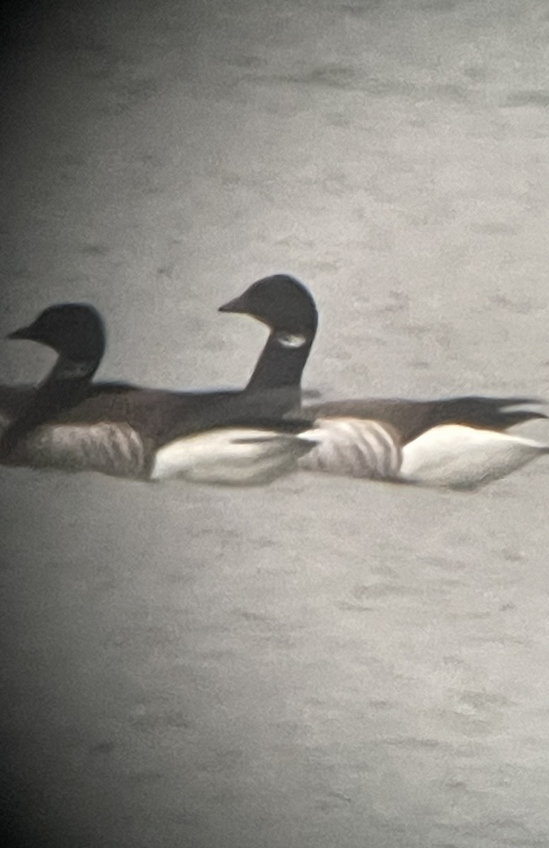 Brant - ML618764933