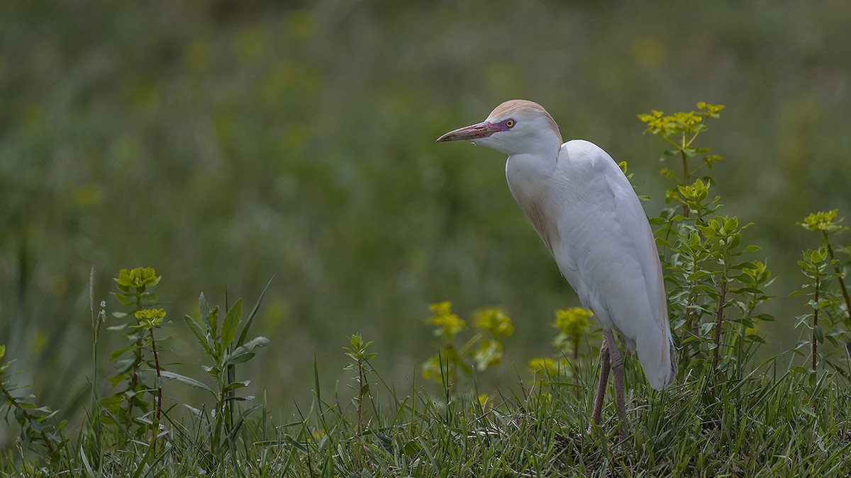 Western Cattle Egret - Engin BIYIKOĞLU