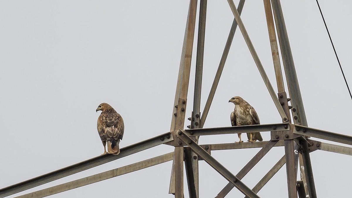 Long-legged Buzzard - Engin BIYIKOĞLU