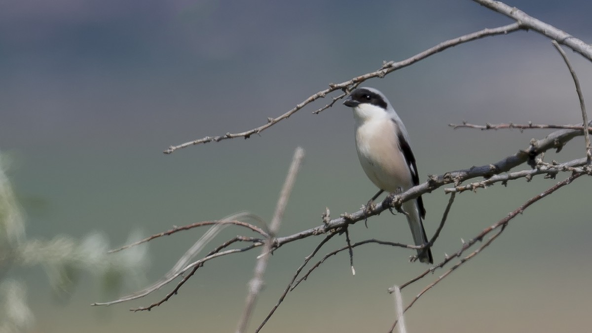 Lesser Gray Shrike - Engin BIYIKOĞLU