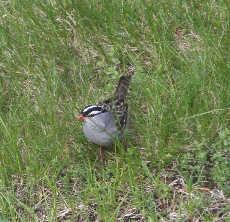 White-crowned Sparrow - ML618765011