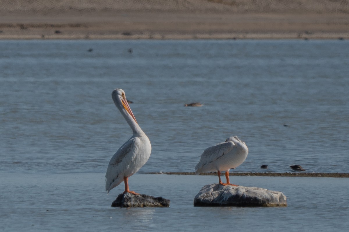 American White Pelican - Grace Oliver