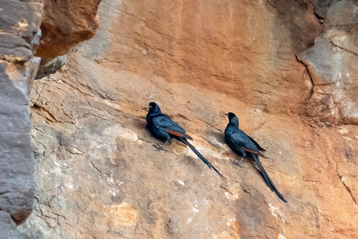 Bristle-crowned Starling - Daniel Danckwerts (Rockjumper Birding Tours)