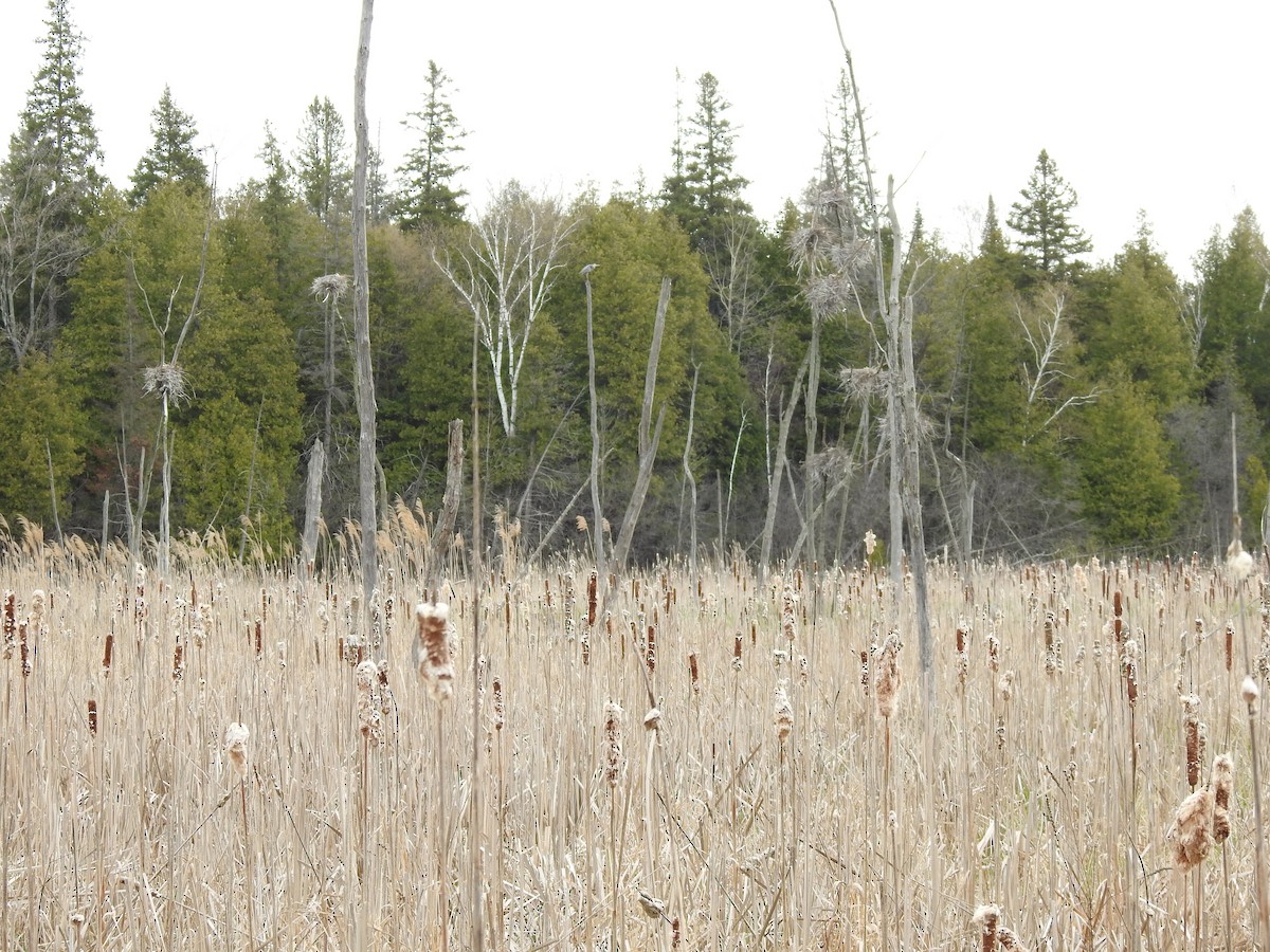 Great Blue Heron - ML618765037