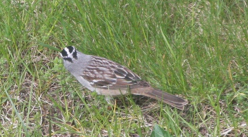 White-crowned Sparrow - ML618765041