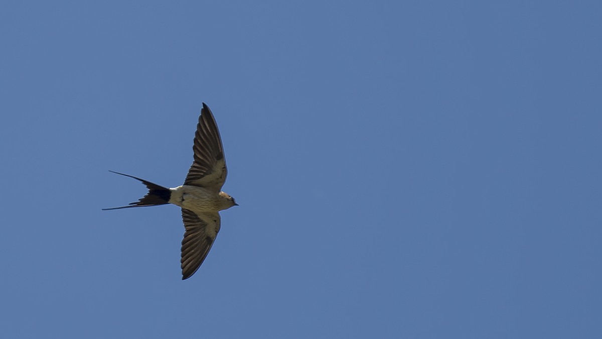 Red-rumped Swallow - ML618765042