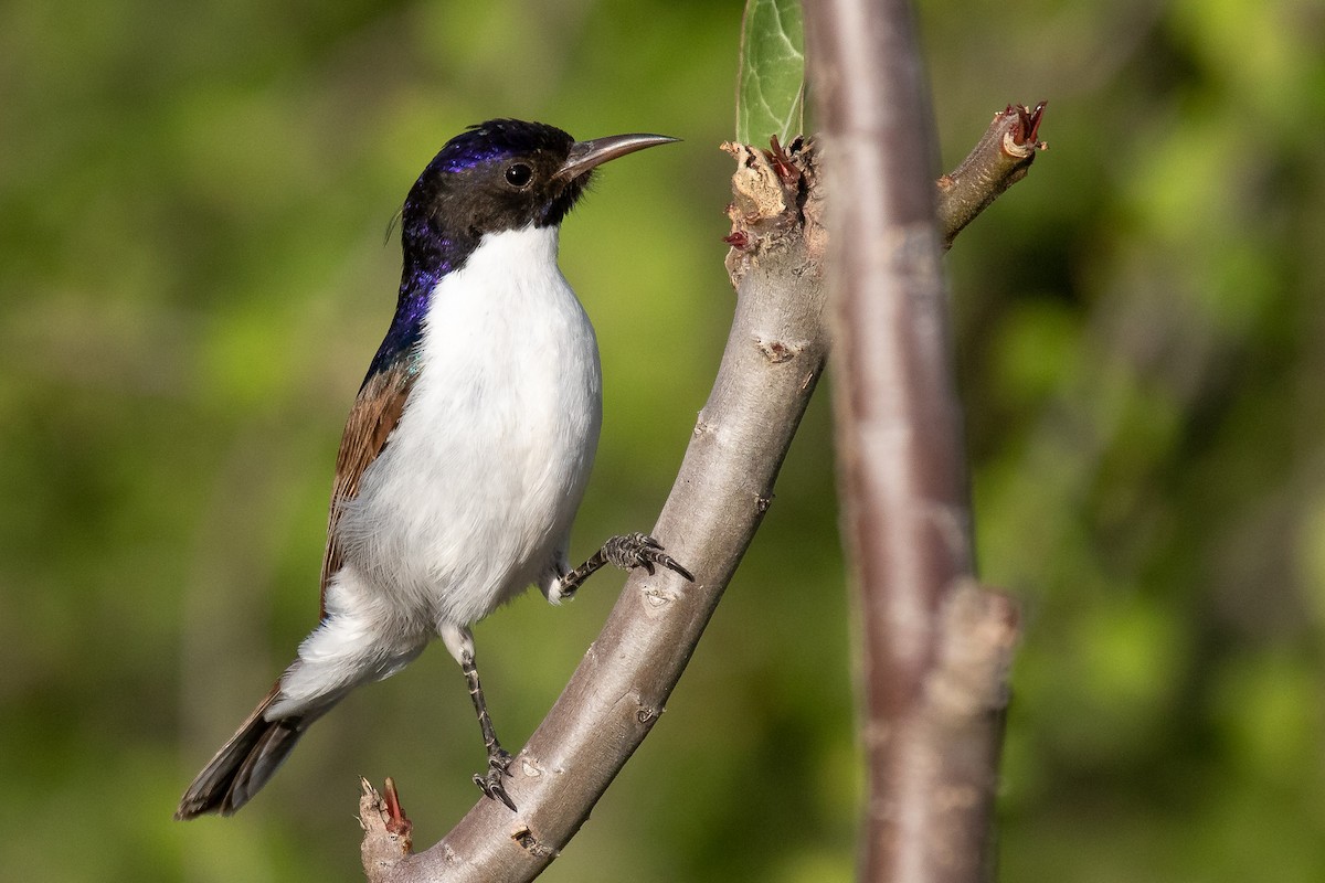 Eastern Violet-backed Sunbird - Daniel Danckwerts (Rockjumper Birding Tours)