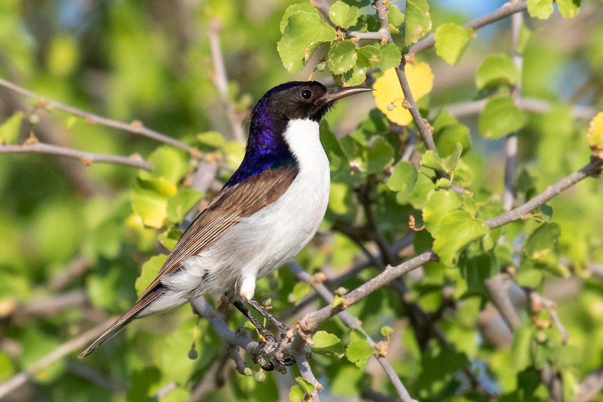 Eastern Violet-backed Sunbird - Daniel Danckwerts (Rockjumper Birding Tours)