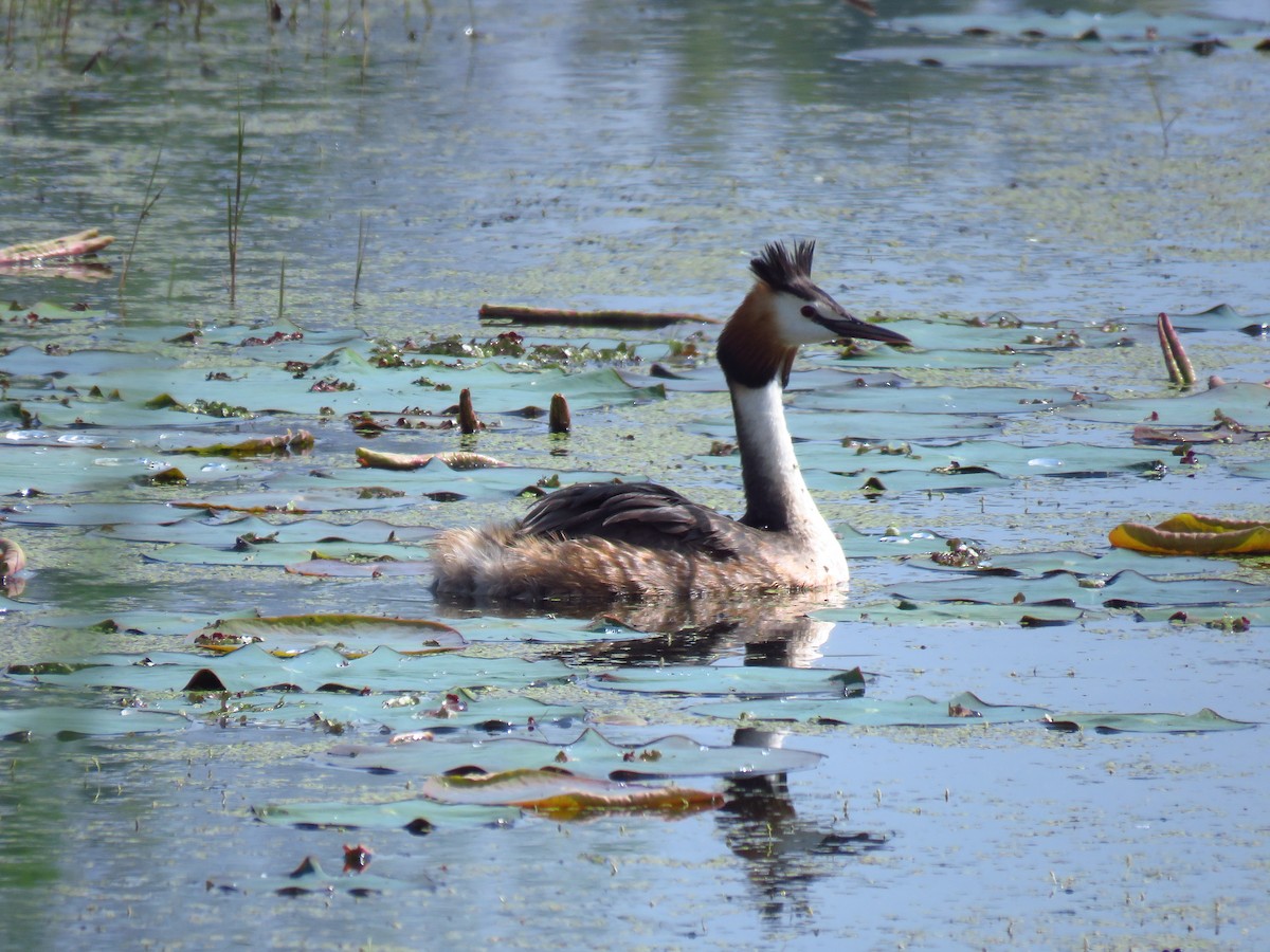 Great Crested Grebe - Mojtaba Vosough Rouhani