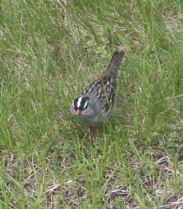 White-crowned Sparrow - ML618765062