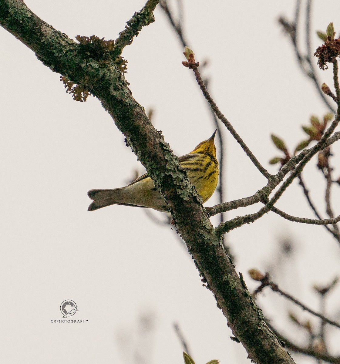 brunkinnparula - ML618765072