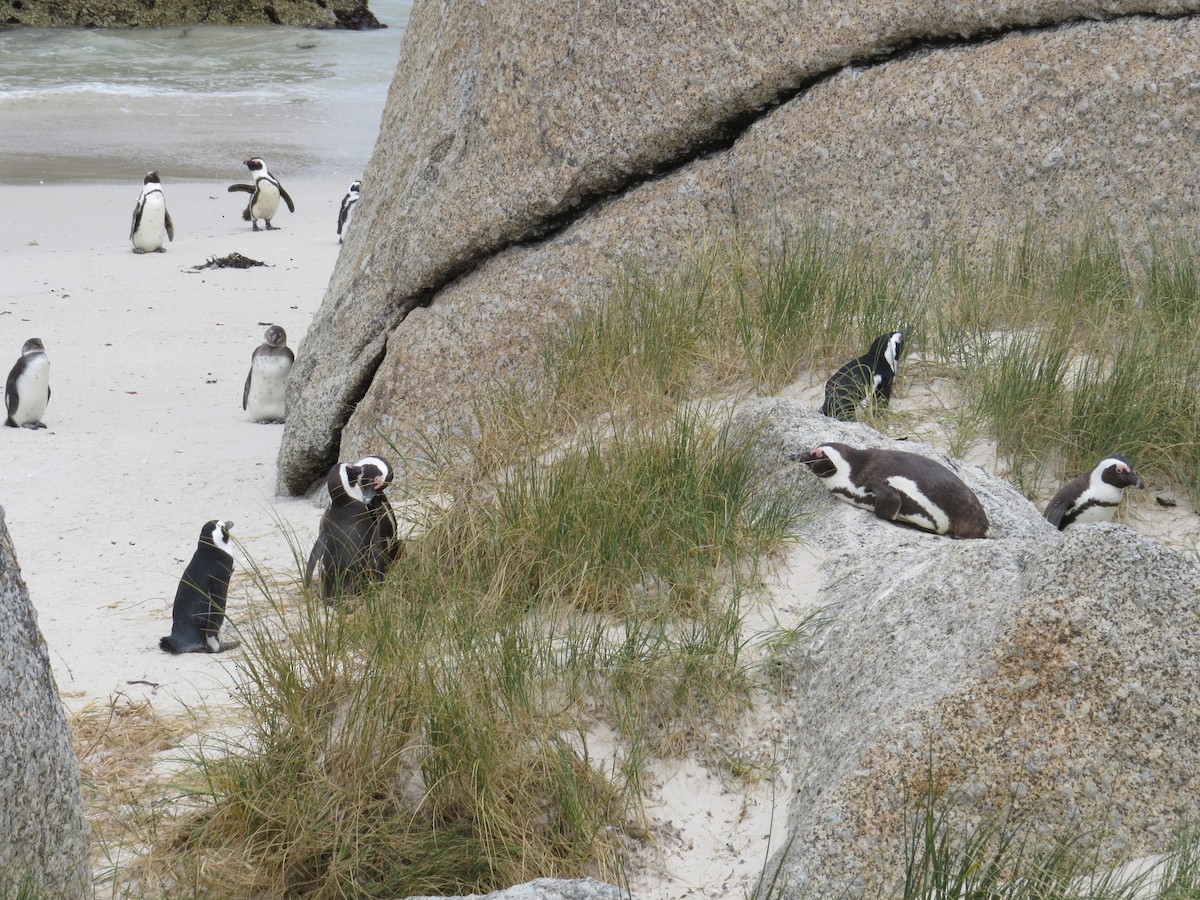 African Penguin - Mike & Angela Stahl