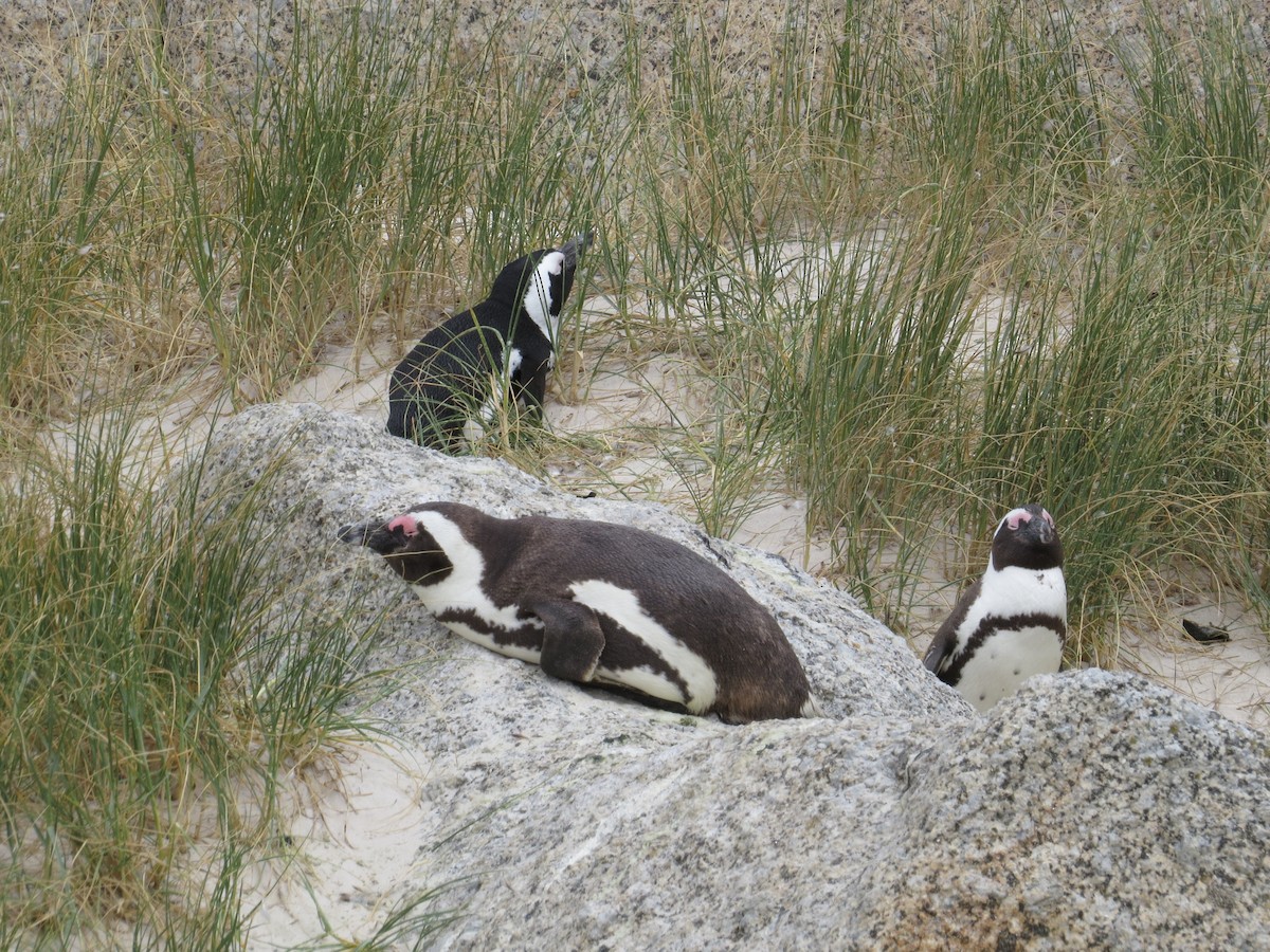 African Penguin - Mike & Angela Stahl