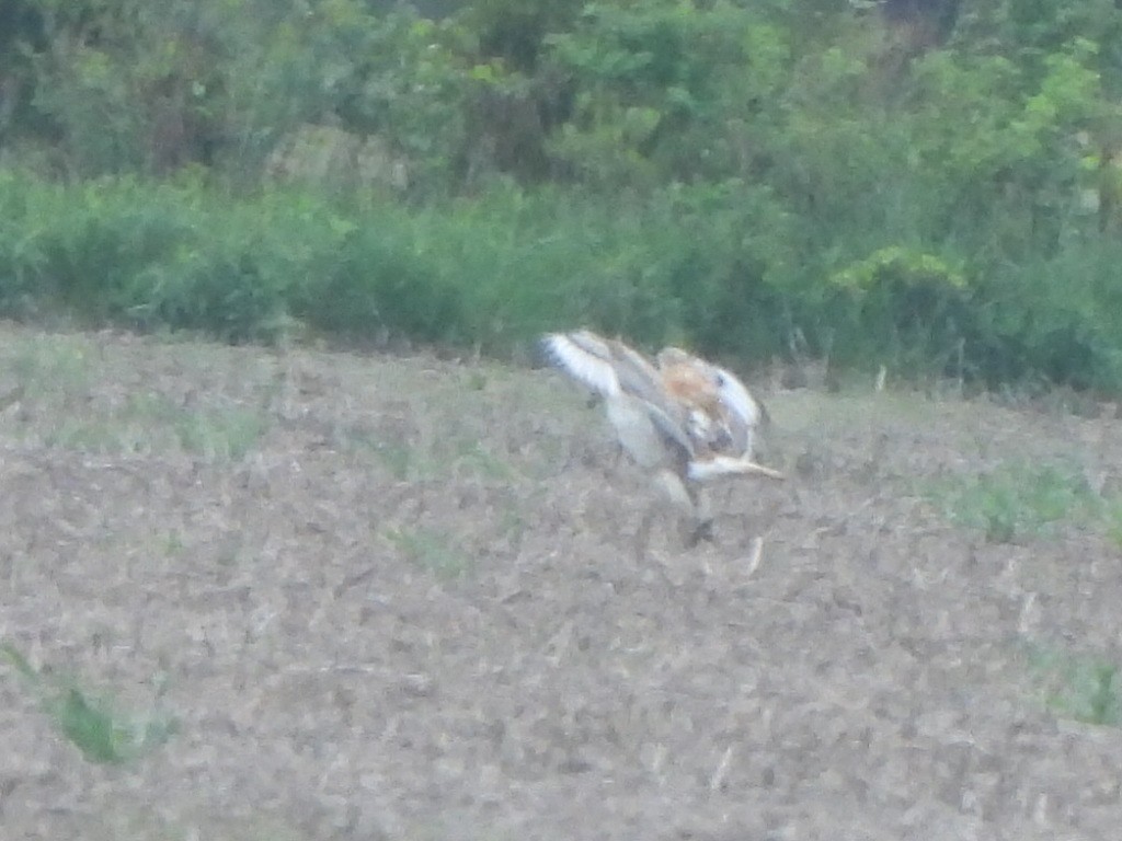 Ferruginous Hawk - Luke Raso