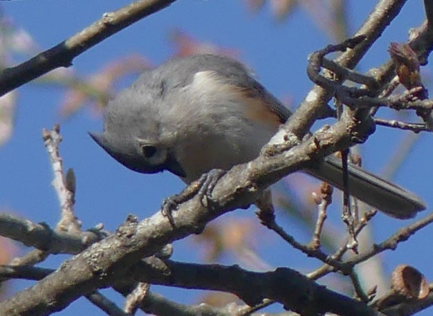 Mésange bicolore - ML618765135