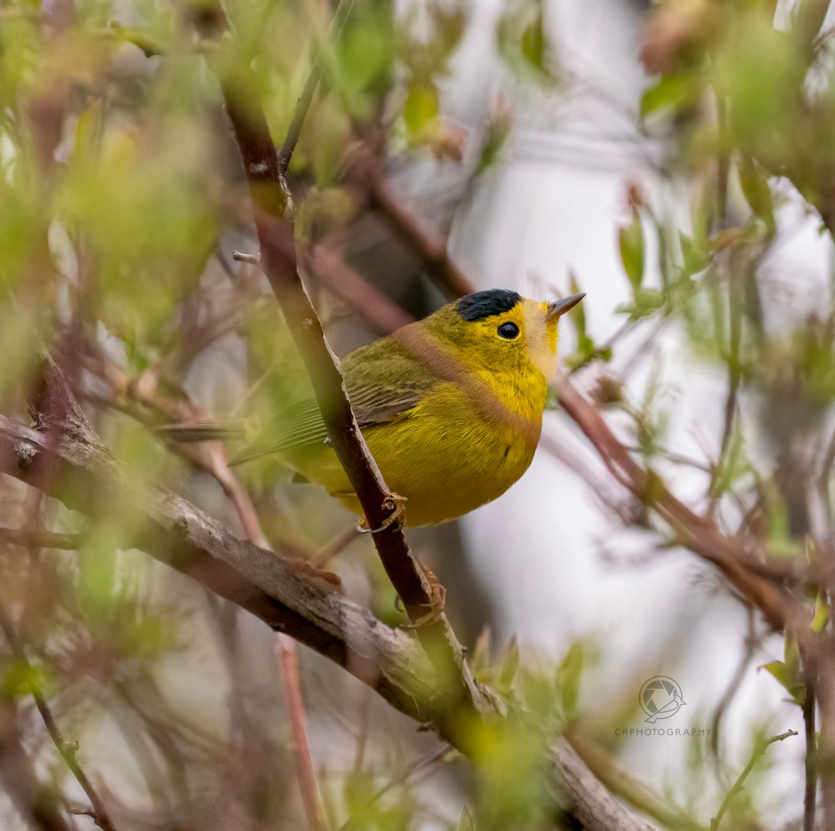 kalottparula - ML618765136