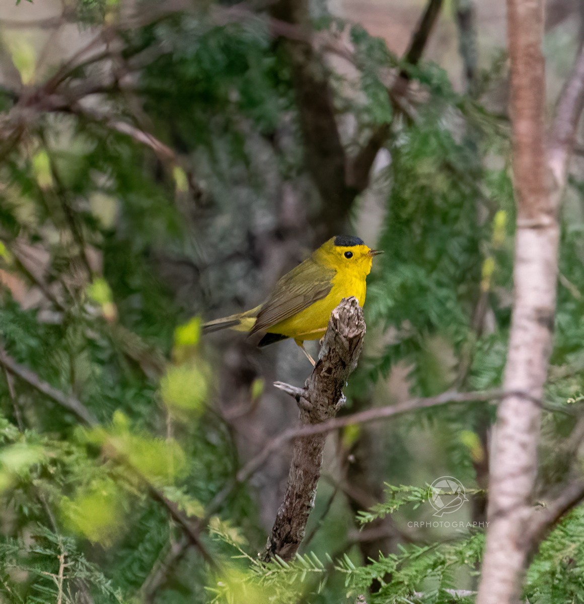kalottparula - ML618765137