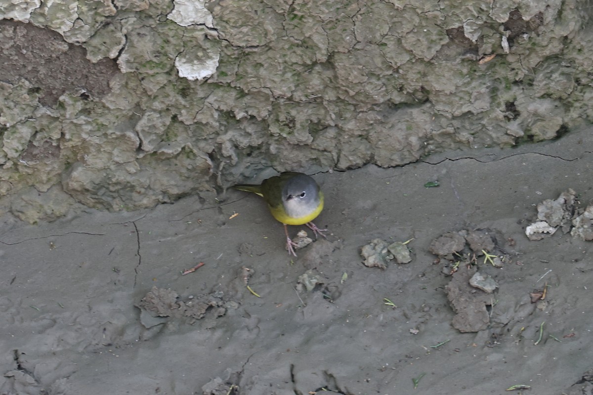 Mourning Warbler - ML618765157