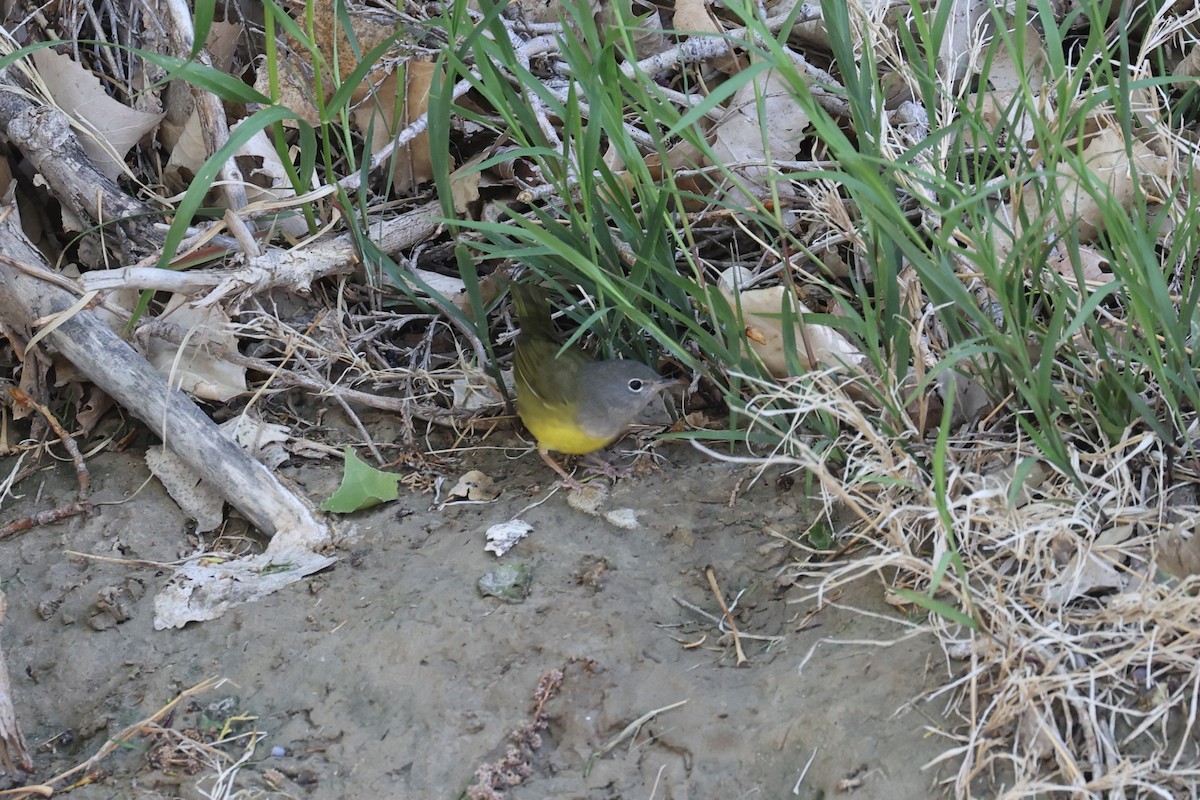 Mourning Warbler - ML618765161