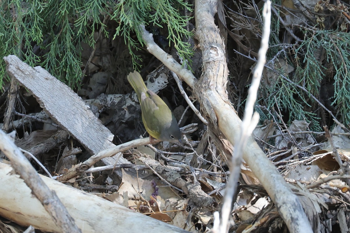 Mourning Warbler - ML618765162