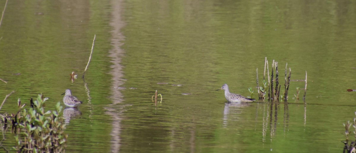 Lesser Yellowlegs - Sharon Hirsch