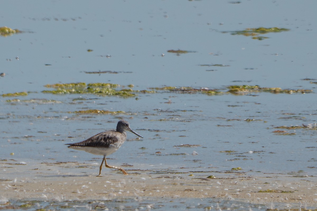 Greater Yellowlegs - Grace Oliver