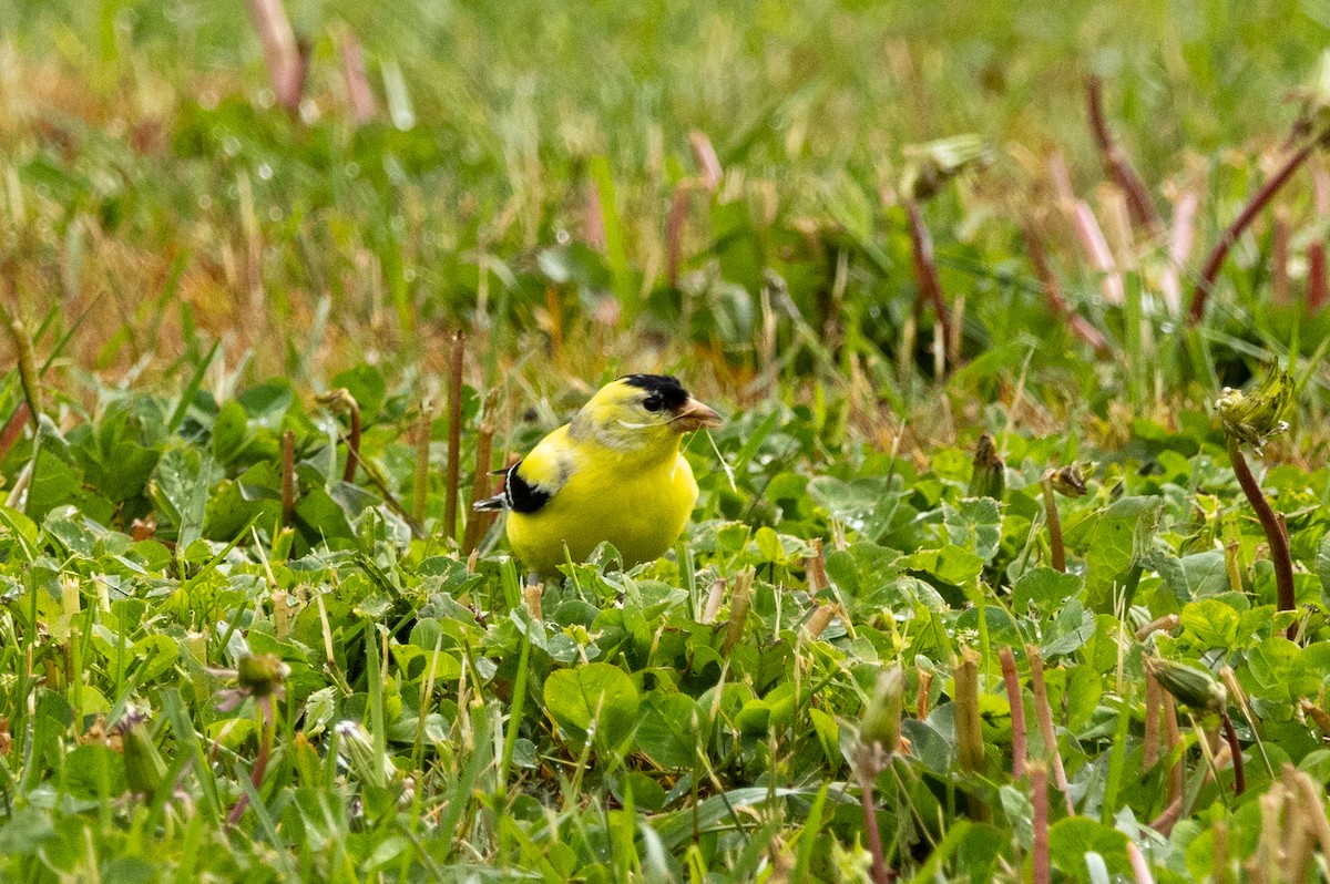 American Goldfinch - ML618765194