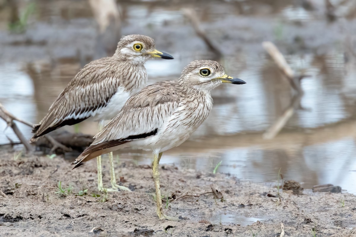 Senegal Thick-knee - ML618765214