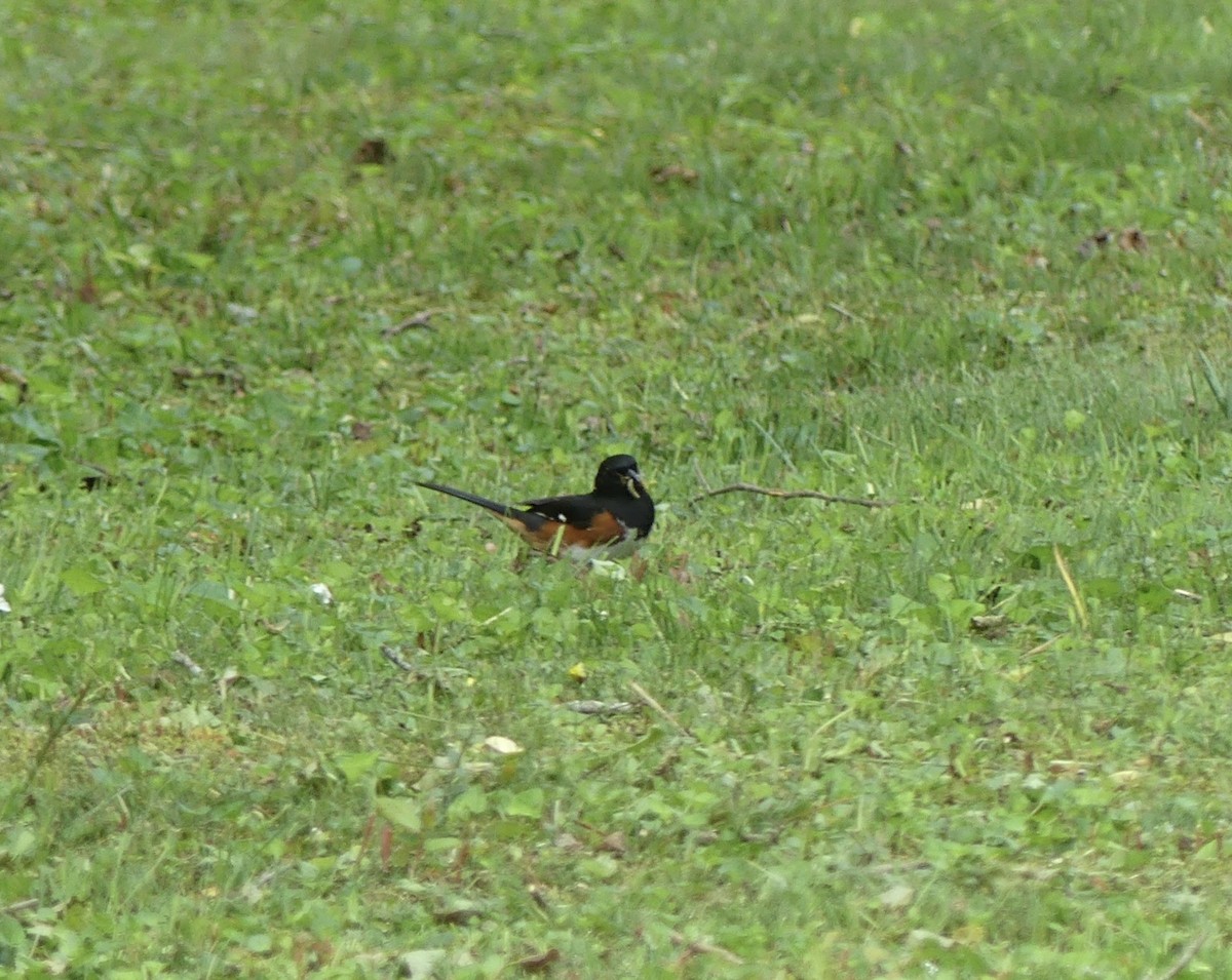 Eastern Towhee - Harriet Bell