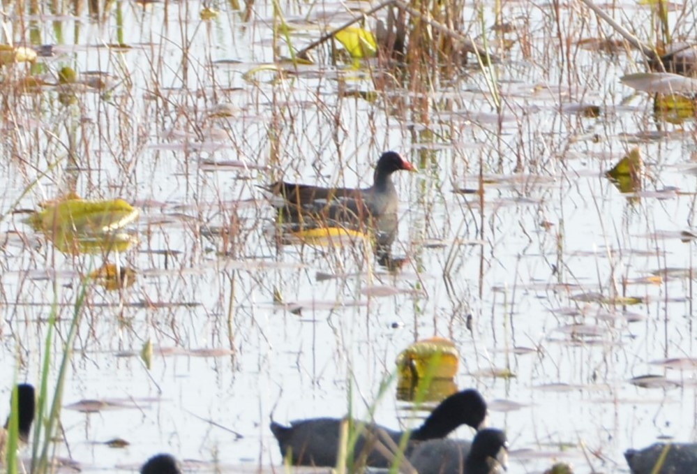 Common Gallinule - Victor Webber