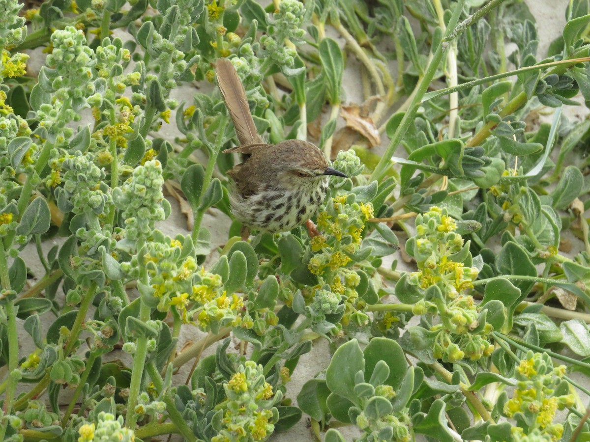 Karoo Prinia - Mike & Angela Stahl